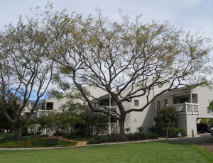 Outside view of the trees and units on the property