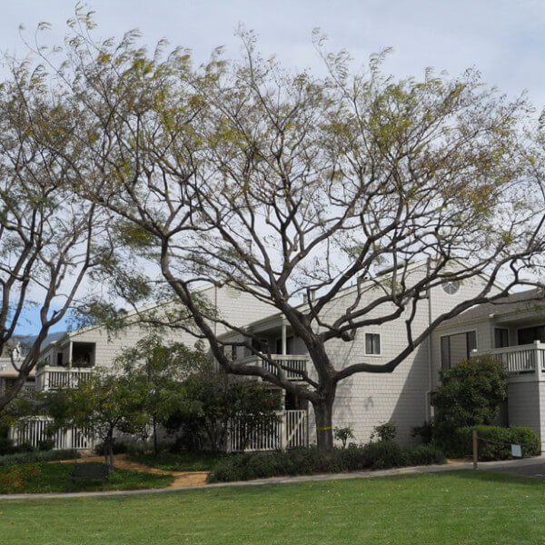 Outside view of the trees and units on the property