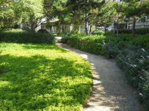 Outside view of the bushy pathway on the property