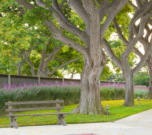 Outside shot of a bench, trees, and many purple flower bushes
