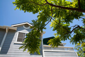 Outside low-angle view of a tree and the building