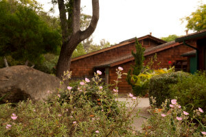 A flower bush in focus with a home in the background