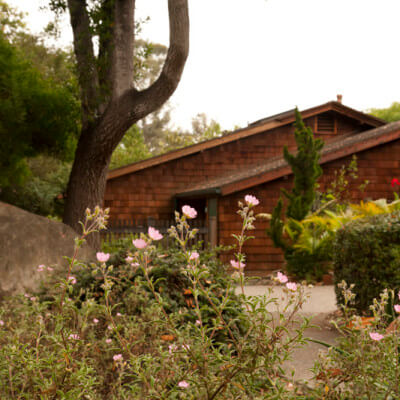 A flower bush in focus with a home in the background