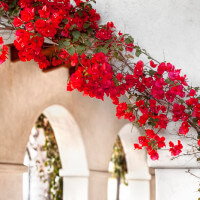 Close-up of flowers along the entryway over the pillars