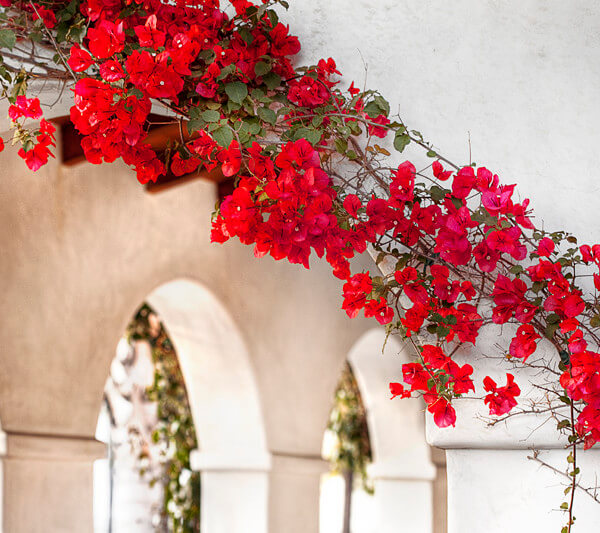 Close-up of flowers along the entryway over the pillars