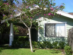 Outside shot of a Wilson Cottage and a tree in its front lawn