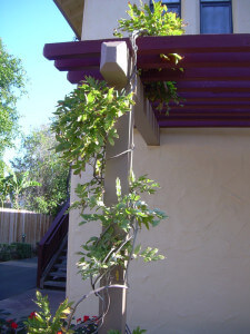 Outside view of a pillar with a plant wrapped around it