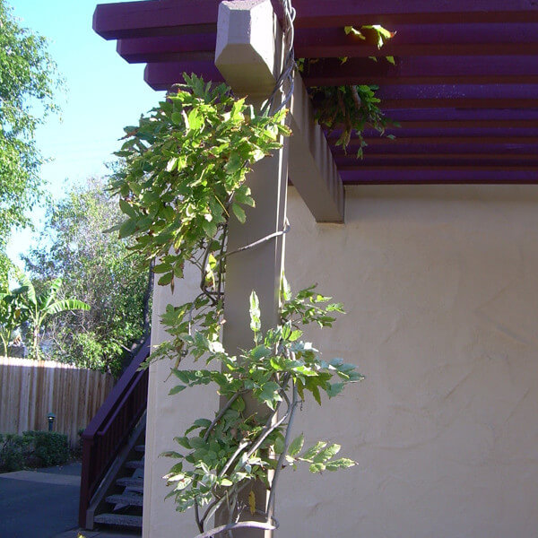 Outside view of a pillar with a plant wrapped around it