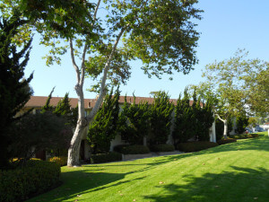 Outside view of the grass and trees in front of the units