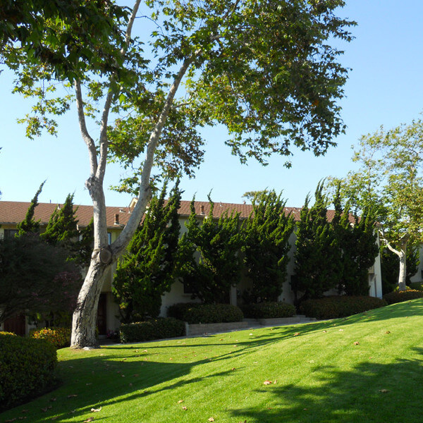 Outside view of the grass and trees in front of the units