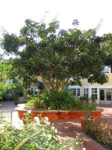 Outside view of a large tree in the courtyard