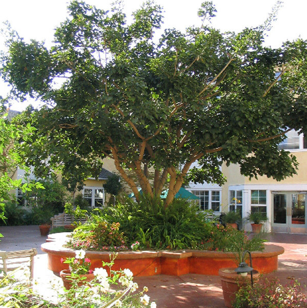 Outside view of a large tree in the courtyard