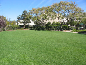 Outside view of the grass area on the property