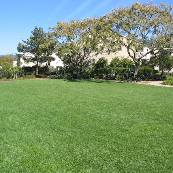 Outside view of the grass area on the property