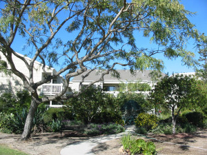 Outside view of the foliage on the property