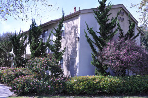 Outside shot of the trees and bushes in front of the units